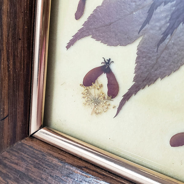 Vintage Pressed Flowers & Foliage Framed Botanical Art 6 1/2" x 8 1/2"