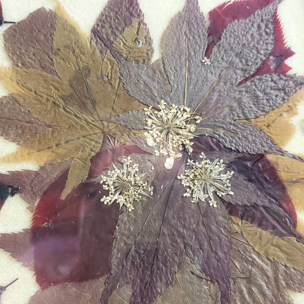 Vintage Pressed Flowers & Foliage Framed Botanical Art 6 1/2" x 8 1/2"